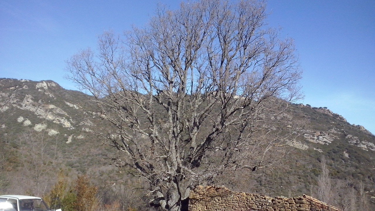 Photo of Others in Ayerbe
