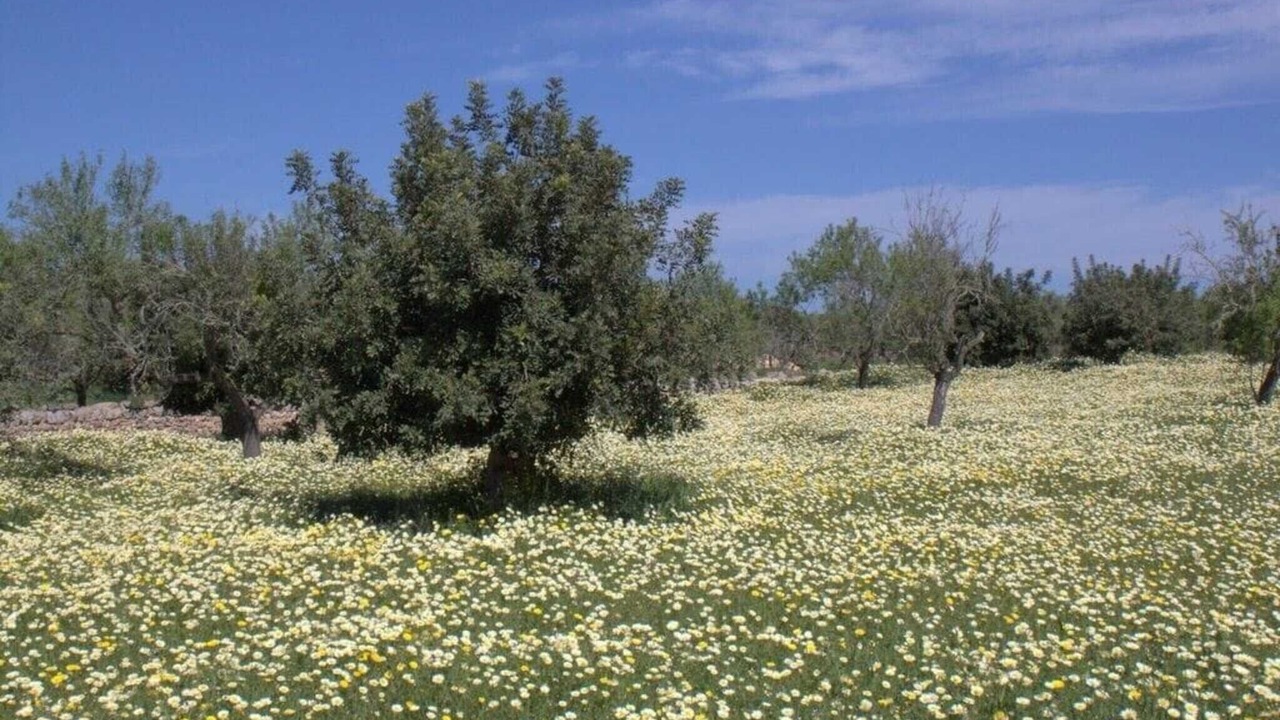Photo of Others in S'alqueria Blanca