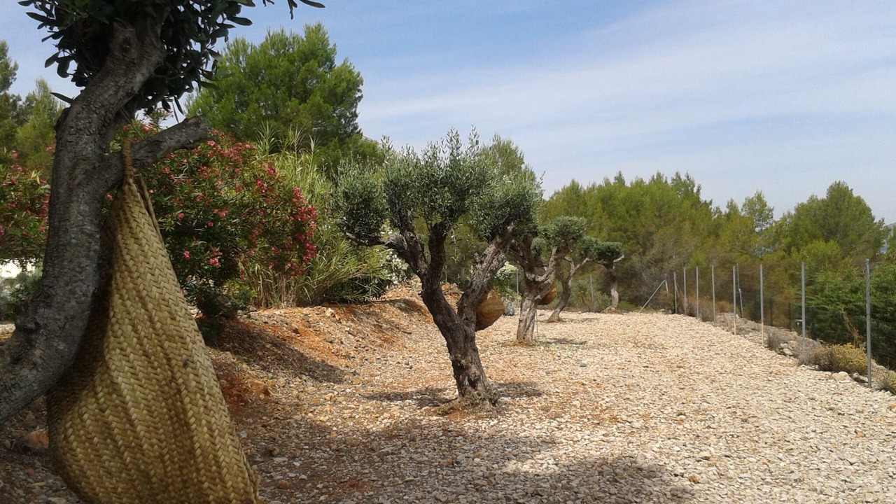 Photo of Outdoor in Lliber