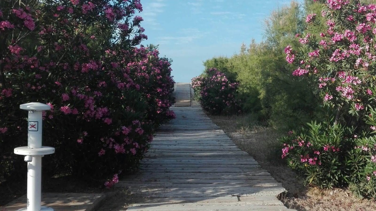 Photo of Outdoor in Oliva