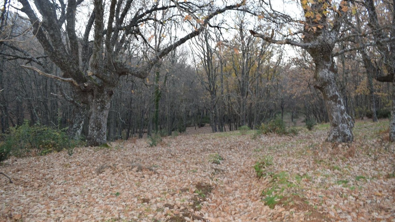 Photo of Others in Menasalbas