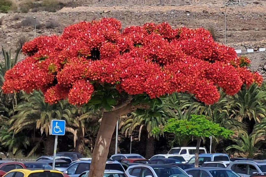 Photo of Others in Maspalomas