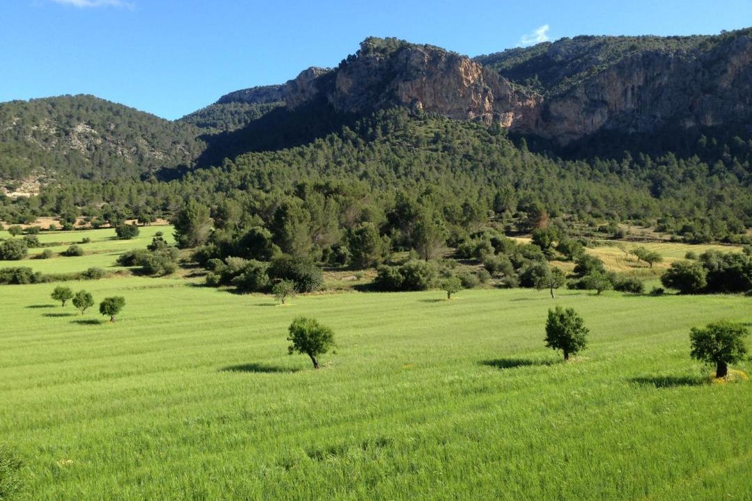 Photo of Others in Puigpunyent